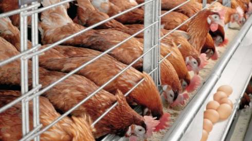 Казахстан временно ограничил поставки птицепродукции из России