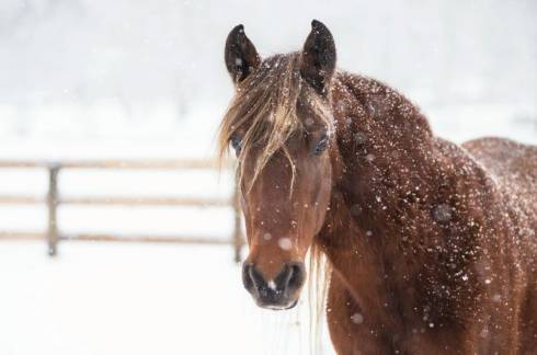 Лошадей на сумму более 14 млн тенге похитил карагандинец в Акмолинской области