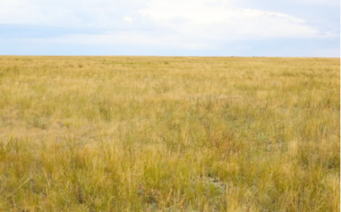 Более 500 тысяч га сельхозземель вернули в госсобственность в Карагандинской области