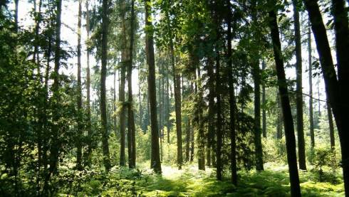 13,6 га леса отдадут под транспортную развязку в Карагандинской области