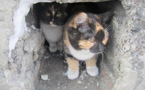 Жители села, где произошла вспышка сибирской язвы, попросили уничтожить бездомных кошек и собак