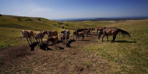 В Карагандинской области африканский сап вызвал массовый падеж лошадей