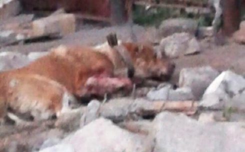 В Караганде мужчина избил собаку на глазах у детей (16+)