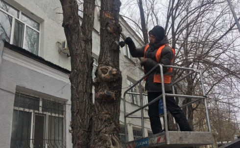 В Караганде начали обрезку деревьев