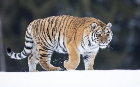 Карагандинский зоопарк получил в дар амурского тигра