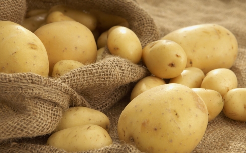 Карагандинские фермеры не жалуются на урожай картофеля