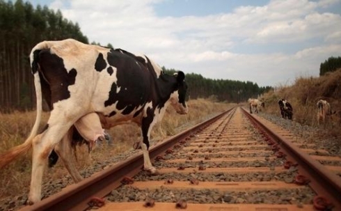 71 случай экстренного торможения поездов из-за коров случился в этом году