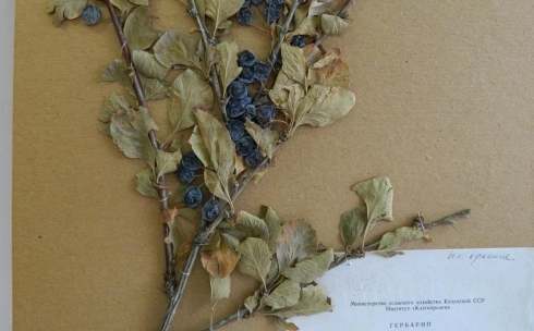 «Азаматтарға арналған үкімет» мемлекеттік корпорациясында Бірыңғай гербарий қоры құрылды