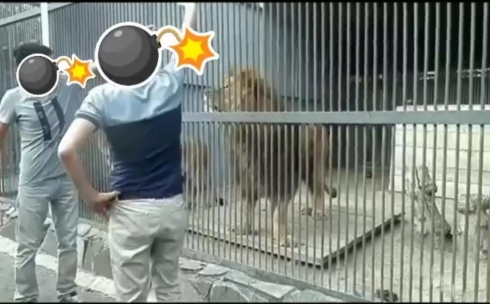 Посетители Карагандинского зоопарка кидали камни во львов