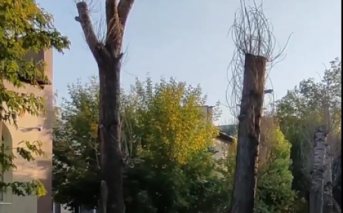 Карагандинцы показали, к чему привела варварская подрезка деревьев около 92-ой гимназии в Караганде