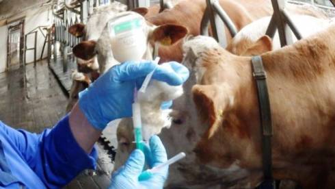 Женис Касымбек поручил усилить контроль над ветеринарной и фитосанитарной безопасностью