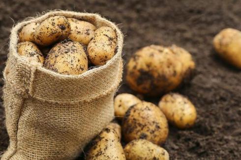 Сколько картофеля потребуется казахстанцам, рассчитали в Минсельхозе