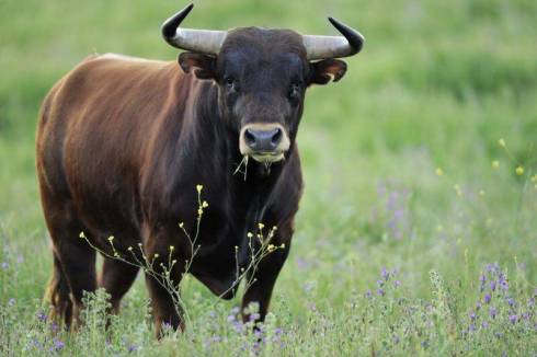 20-летний парень украл 6 быков в Карагандинской области