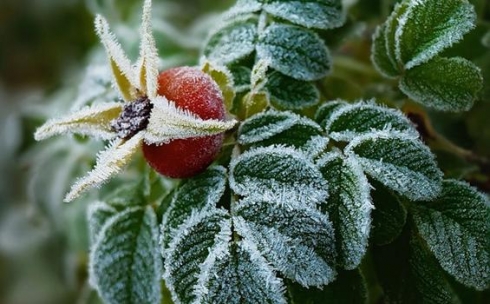В Карагандинской области ожидаются заморозки до двух градусов мороза 