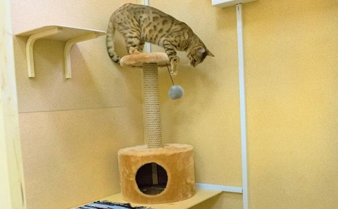 Впервые в Карагандинской области была открыта гостиница для кошек «Мяу Нouse»