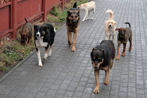 Собаки держат в страхе жителей Караганды
