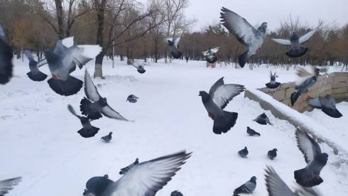 Одни только голуби свободны от карантинных ограничений
