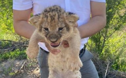 Сотрудники карагандинского зоопарка оказались подозреваемыми в попытке продажи новорожденных львят