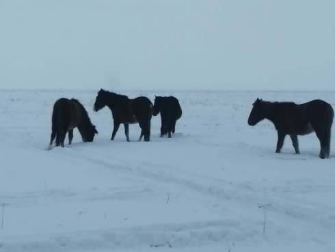 Преступная группа, занимавшаяся кражей скота, обезврежена в Карагандинской области