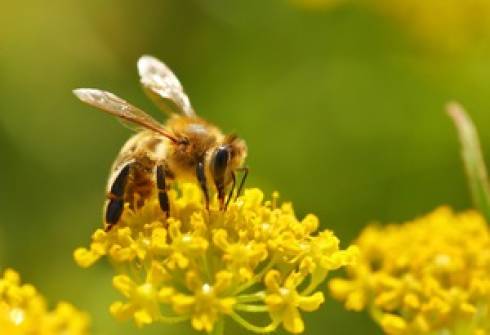 Пандемия и изменения климата замедлили развитие пчеловодства в Казахстане