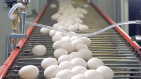Почему в Казахстане растут цены на яйца, рассказали производители