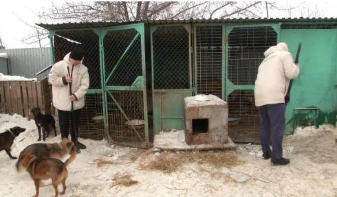 Активисты «Жастар рухы» помогают приюту для животных в Караганде