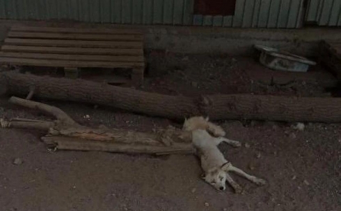 Карагандинцев обеспокоило состояние лис и волков в зоопарке