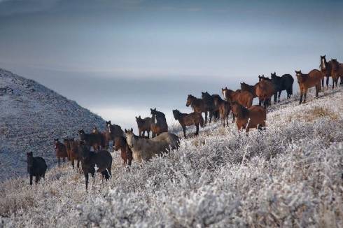 Компенсацию получат владельцы погибших лошадей в Карагандинской области