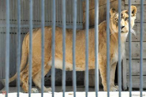 Карагандинский зоопарк объявил конкурс фотографий с животными ко Дню города