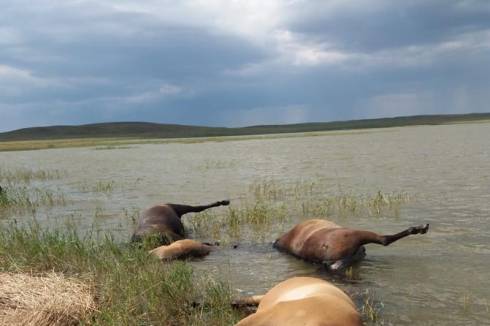 Табун лошадей убило молнией в Карагандинской области