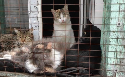 Забота о пострадавших: карагандинский приют для животных существует на средства волонтеров и неравнодушных людей
