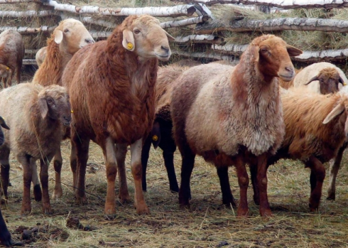 Более 5 тысяч голов скота погибло из-за паводков в Казахстане