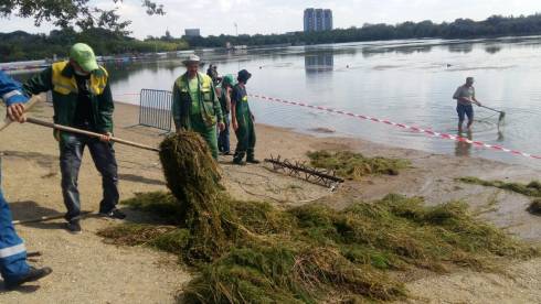 В Караганде ищут способы очистить парковое озеро от водорослей