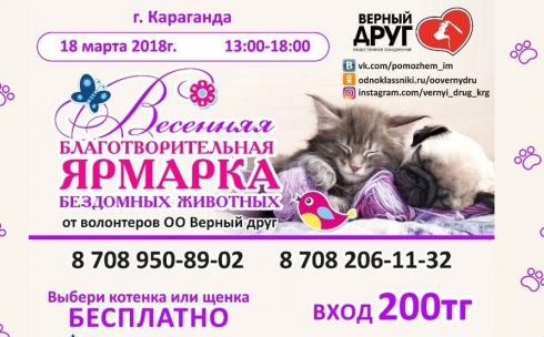 Карагандинцев приглашают на весеннюю ярмарку щенков и кошек