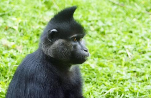 Карагандинский зоопарк предлагает горожанам дать имена хохлатым мангобеям