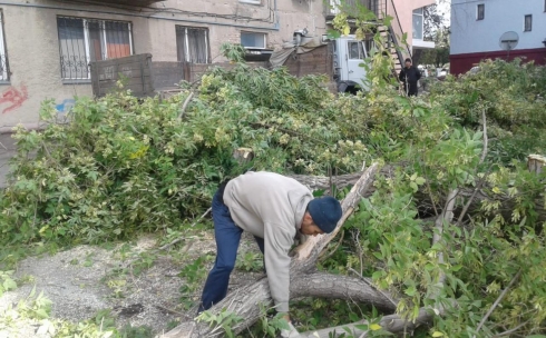 В Караганде жители хотят подать на бизнесмена в суд за вырубку деревьев