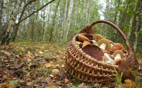 Найдена любительница собирать грибы, пропавшая в лесу Каркаралинска