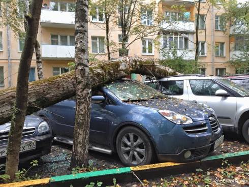 Карагандинцы смогли засудить акимат за поврежденные упавшим деревом машины