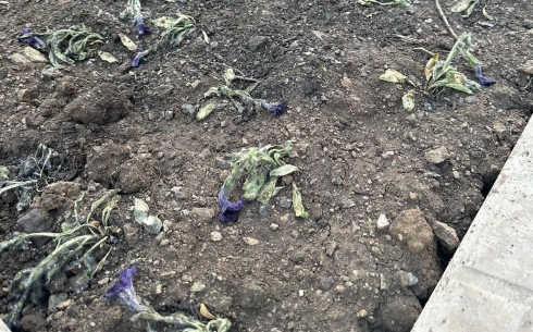 В Караганде на нескольких клумбах погибли недавно высаженные цветы