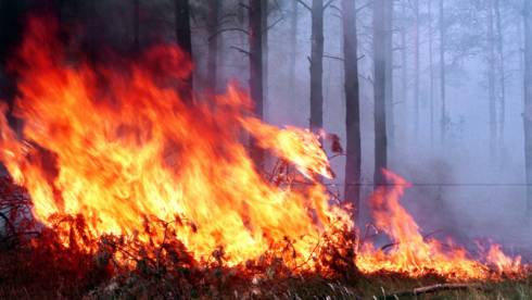 ЧС из-за пожара в Нацпарке объявлен в Карагандинской области