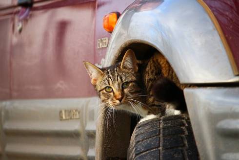Карагандинские волонтеры призывают водителей проверять капоты из-за бездомных животных