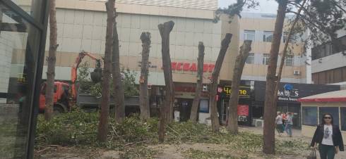 После варварской подрезки деревьев в Караганде наказали ответственных чиновников
