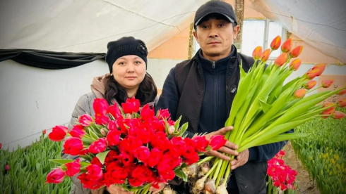Житель Казахстана вырастил 30 тысяч тюльпанов к 8 марта