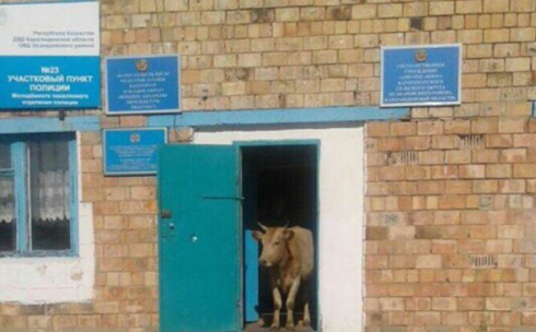 Пользователей позабавила корова в здании сельского акимата в Карагандинской области