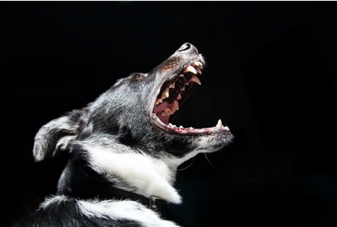 Бродячие собаки нападают на домашний скот в Карагандинской области