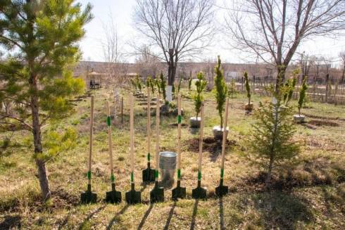 До конца октября количество посаженных в Караганде деревьев должно составить порядка 4000 штук