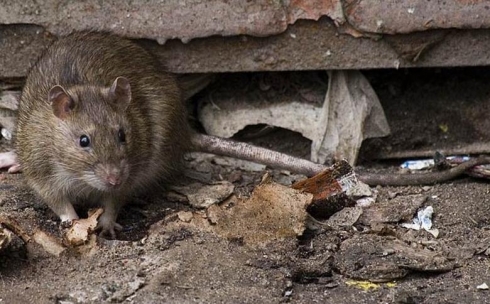 Как борются с крысами в Караганде?