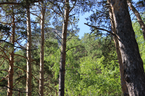 Службу охраны лесов хотят создать в Казахстане