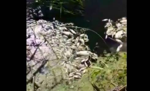 Химические вещества нашли в реке в Караганде после падежа рыб