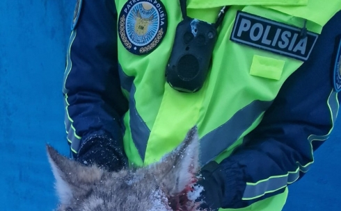 Каркаралинские полицейские поймали волка, напавшего на женщин сегодня утром